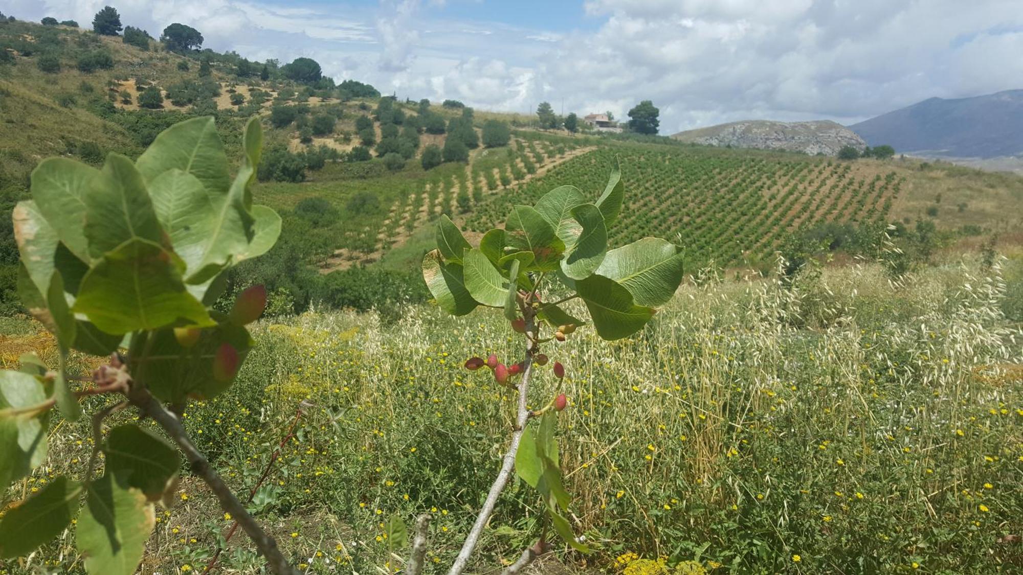 Agriturismo Gessi Calatafimi Exteriér fotografie
